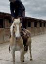 JOLI HAFLINGER 