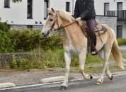 JOLI HAFLINGER 