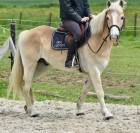 JOLI HAFLINGER 