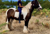 Irish cob