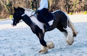 Irish cob