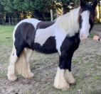 Irish cob