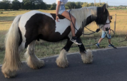Irish cob