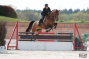 Cheval concours amateur 