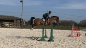 Cheval concours amateur 
