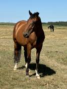 Cheval concours amateur 