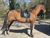 Cheval concours amateur 