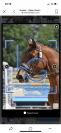 Cheval concours amateur 