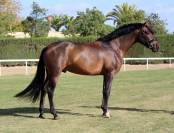 Hongre pur sang Espagnol de 7 ans - 1.73m