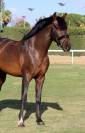 Hongre pur sang Espagnol de 7 ans - 1.73m