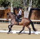 Hongre pur sang Espagnol de 7 ans - 1.73m