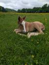 Pouliche SF