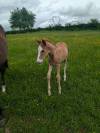 Pouliche SF