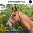 STUP DES MOTTES - AQPS - 19 ANS