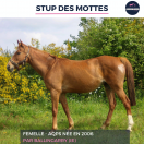 STUP DES MOTTES - AQPS - 19 ANS
