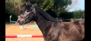 Cheval de 4ans à vendre 