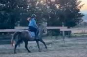 Cheval de 4ans à vendre 