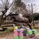 Cheval de 4ans à vendre 