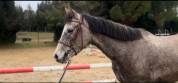 Cheval de 4ans à vendre 