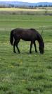 Jument  pouliche PRE Pure Race Espagnol 3 ans