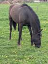 Jument  pouliche PRE Pure Race Espagnol 3 ans
