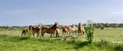 haflinger