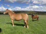 haflinger