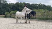 Mulet espagnol de 9 ans cherche sa famille !