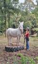 Mulet espagnol de 9 ans cherche sa famille !