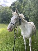 Mulet espagnol de 9 ans cherche sa famille !