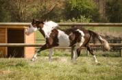 Étalon Paint Horse 