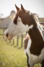 Étalon Paint Horse 