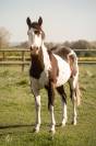 Étalon Paint Horse 
