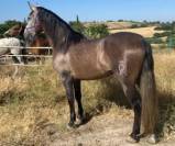 MUSGO: Jeune, calme et fiable 