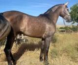 MUSGO: Jeune, calme et fiable 
