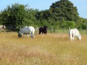 Pension chevaux