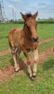 Poulain Demi-trait / Demi-Sang Arabe 2025  Arabo-Auxois