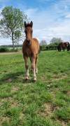 Poulain Demi-trait / Demi-Sang Arabe 2025  Arabo-Auxois