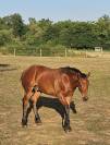 Poulain Demi-trait / Demi-Sang Arabe 2025  Arabo-Auxois