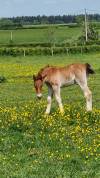 Poulain Demi-trait / Demi-Sang Arabe 2025  Arabo-Auxois