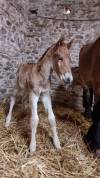 Poulain Demi-trait / Demi-Sang Arabe 2025  Arabo-Auxois