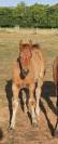 Poulain Demi-trait / Demi-Sang Arabe 2025  Arabo-Auxois