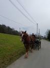 Jument de trait breton