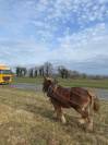 Jument de trait breton