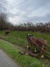 Jument de trait breton