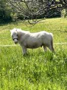 Poney OC 