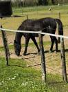 Cheval de loisirs, ancien trotteur de course,