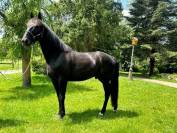 Cheval de loisirs, ancien trotteur de course,