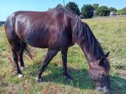 Cheval de loisirs, ancien trotteur de course,