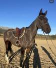 Demi pension et pension chevaux 